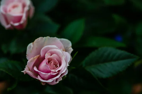 Rosa Empoeirada Rosa Arbusto Pote Como Uma Decoração Jardinagem Casa — Fotografia de Stock