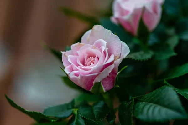 Rosa Empoeirada Rosa Arbusto Pote Como Uma Decoração Jardinagem Casa — Fotografia de Stock