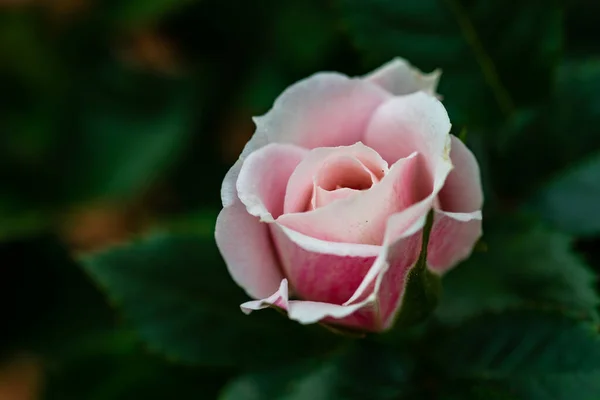 Dusty Rosa Cespuglio Rose Una Pentola Come Decorazione Giardinaggio Domestico — Foto Stock