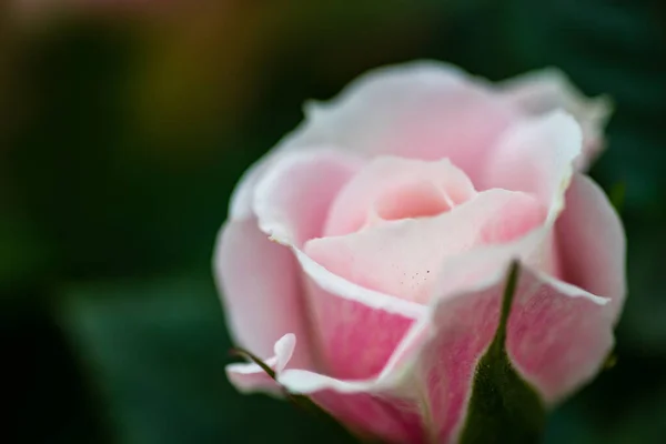 Dammigt Rosa Ros Buske Kruka Som Ett Hem Trädgårdsdekoration — Stockfoto