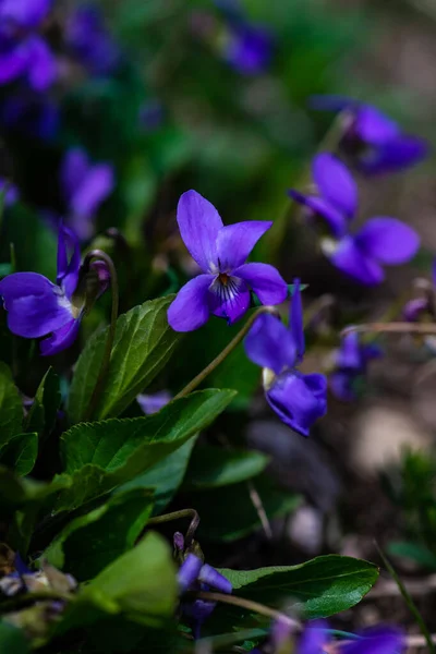 Vild Violaodorata Eller Vanlig Viol Vårträdgård — Stockfoto