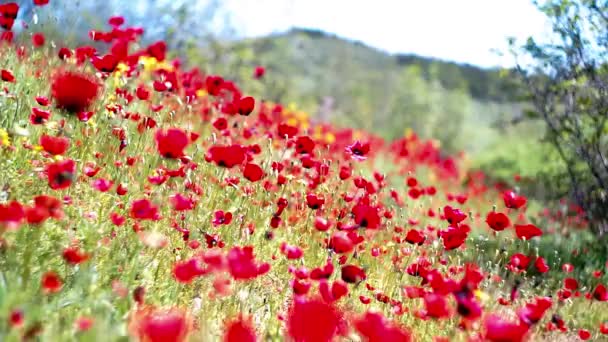 Verano Prado Salvaje Una Montaña Con Flores Amapola Color Rojo — Vídeos de Stock