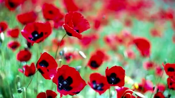 Sommer Wilde Wiese Einem Berg Mit Leuchtend Roten Mohnblumen — Stockvideo