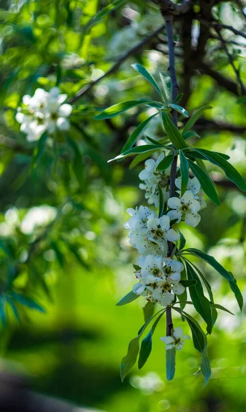 Weidenblättriger Oder Trauerbirnenbaum Garten — Stockfoto