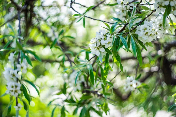 Weidenblättriger Oder Trauerbirnenbaum Garten — Stockfoto