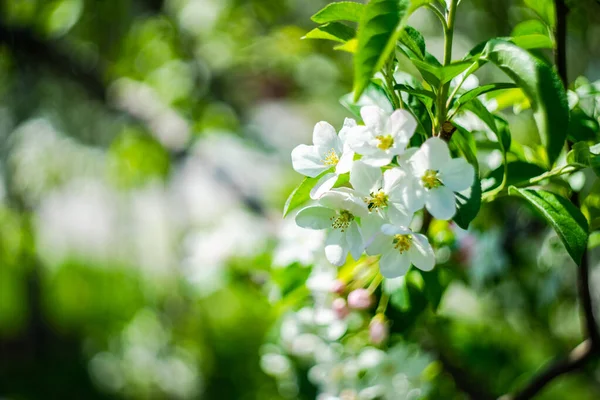 Weidenblättriger Oder Trauerbirnenbaum Garten — Stockfoto