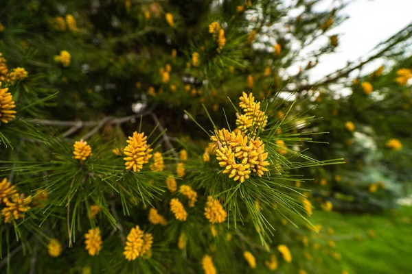 Nuevos Conos Pino Temporada Primavera Como Fondo Natural — Foto de Stock