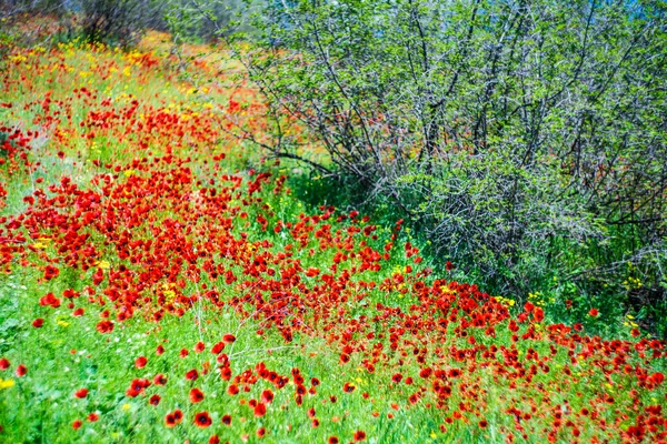 Zomer Wilde Weide Een Berg Met Heldere Rode Papaver Bloemen — Stockfoto