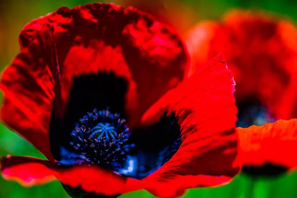 Estate Prato Selvatico Una Montagna Con Fiori Papavero Rosso Brillante — Foto Stock