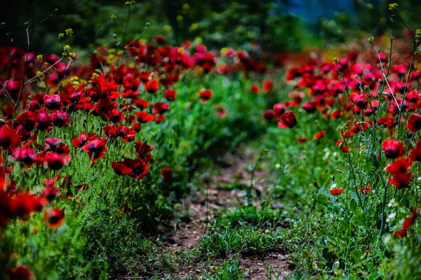 Lato Dzika Łąka Górze Jasnoczerwonymi Kwiatami Maku — Zdjęcie stockowe