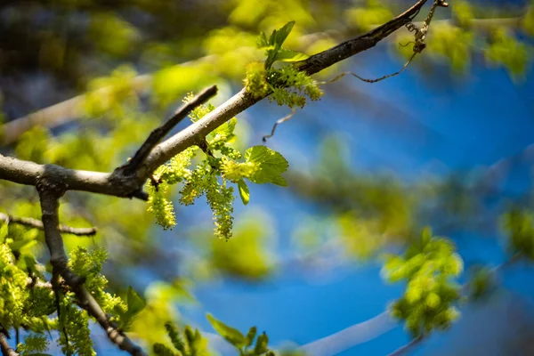 Árbol Con Frutos Morera Inmaduros Primavera — Foto de Stock