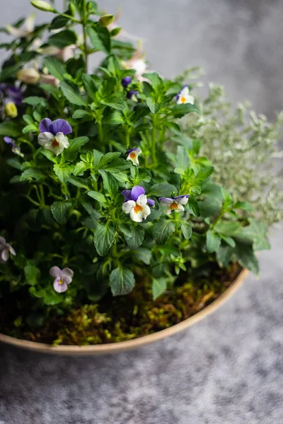 Easter Floral Composition Spring Flowers Colored Eggs — Stock Photo, Image