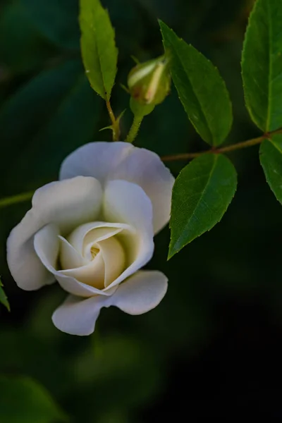 Yaz Arkaplanı Olarak Açan Beyaz Güller — Stok fotoğraf