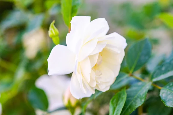 Witte Rozen Bloei Als Zomerachtergrond — Stockfoto