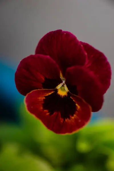 Viola Tricolore Rossa Giardino Estivo — Foto Stock