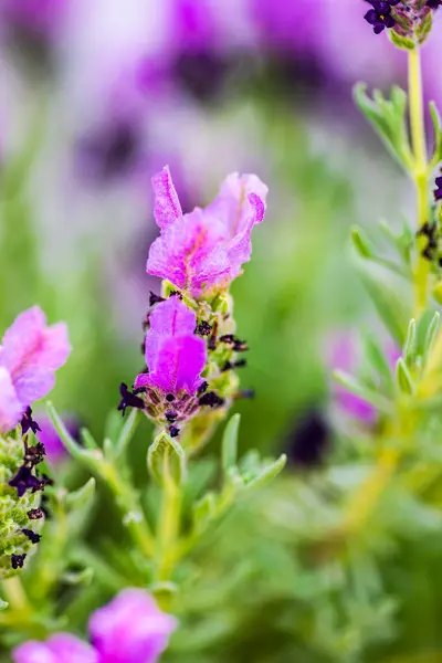 Lindas Flores Lavanda Jardim Com Flores Roxas — Fotografia de Stock