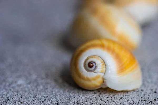 Composición Plana Verano Con Conchas Marinas — Foto de Stock