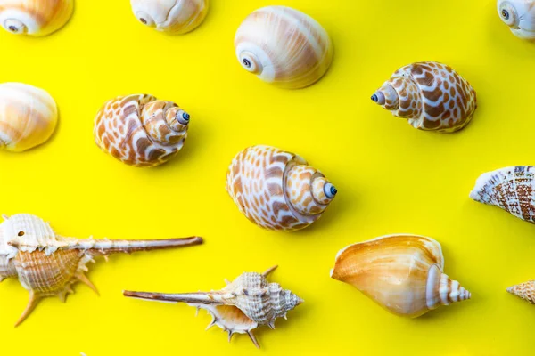 平面放置夏季构图 海贝壳为黄色背景 有复制空间 — 图库照片
