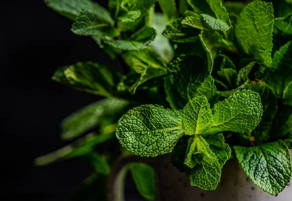 Konsep Pangan Organik Dengan Daun Hijau Segar Dari Tanaman Mint — Stok Foto