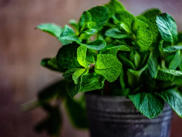 Konsep Pangan Organik Dengan Daun Hijau Segar Dari Tanaman Mint — Stok Foto