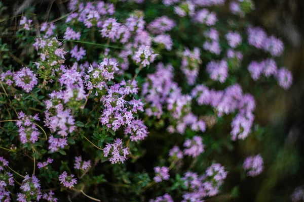 Blüten Der Thymianpflanze Als Sommerlicher Hintergrund — Stockfoto