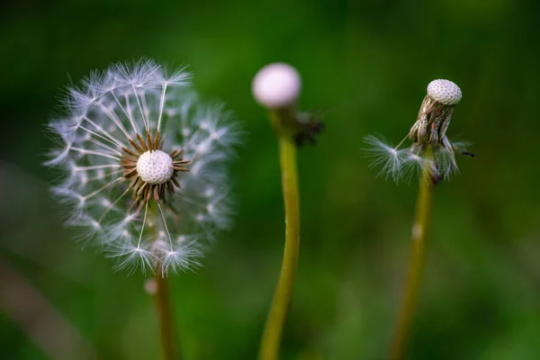 Latar Belakang Musim Panas Dengan Bunga Dandelion Pada Latar Belakang — Stok Foto