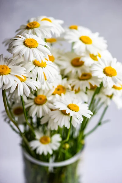 Flores Brancas Margarida Vaseas Fundo Verão — Fotografia de Stock
