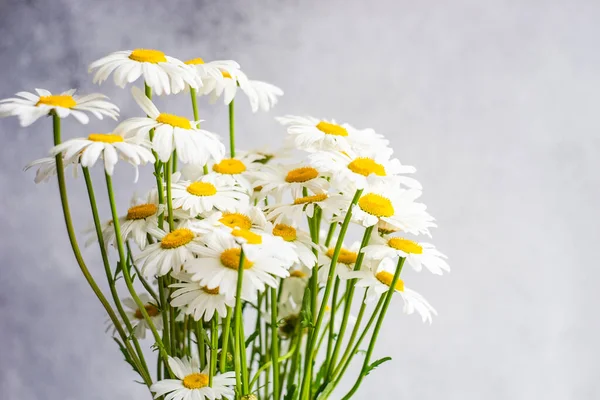 White Daisy Flowers Concrete Table Summer Background — Stock Photo, Image