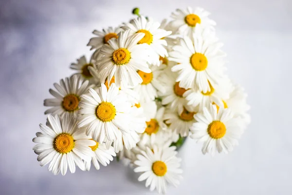 Flores Brancas Margarida Mesa Concreto Como Fundo Verão — Fotografia de Stock
