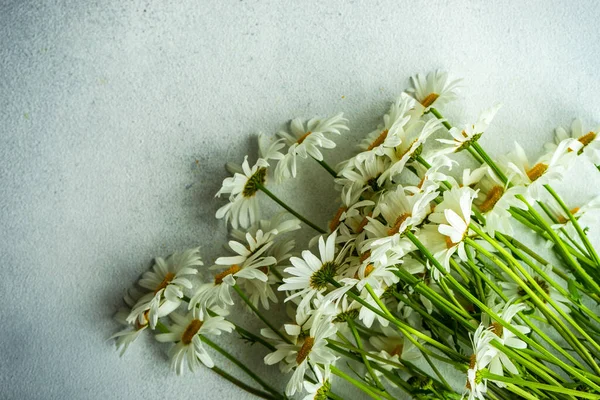 Fiori Margherita Bianco Come Sfondo Estivo — Foto Stock
