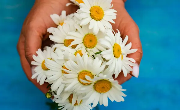 Fleurs Marguerite Blanches Dans Main Femme — Photo