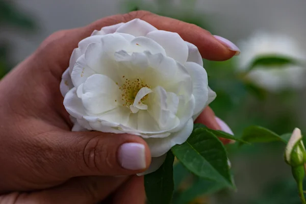 Flor Branca Mão Uma Mulher Como Fundo Verão — Fotografia de Stock