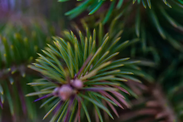 Letní Přírodní Pozadí Zblízka Jedle — Stock fotografie