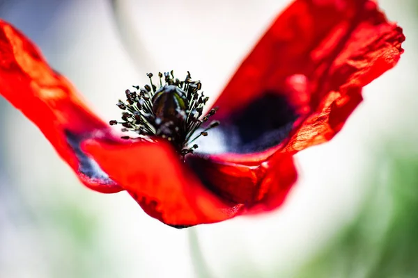 Letnie Tło Bliska Czerwony Mak Kwiat — Zdjęcie stockowe