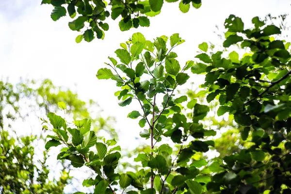 Zöld Levelek Erdőben Mint Egy Nyári Háttér Koncepció — Stock Fotó