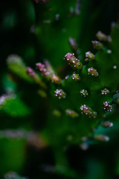 夏の背景としてサボテンの植物の閉鎖 — ストック写真