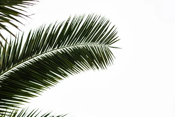 Folhas Palmeira Como Fundo Verão — Fotografia de Stock