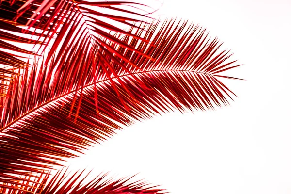 Palmeira Folhas Cor Vermelha Como Fundo Verão — Fotografia de Stock