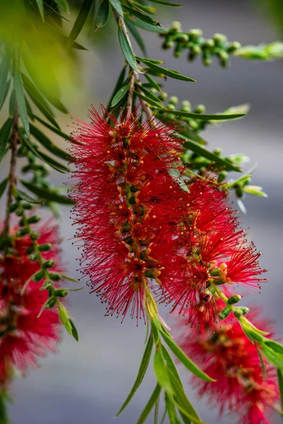 Fondo Verano Con Flores Tropicales Brillantes Rojas —  Fotos de Stock