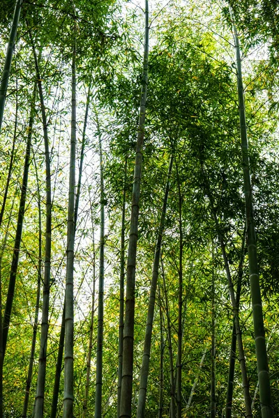 Letní Zázemí Bambusovým Lesem — Stock fotografie