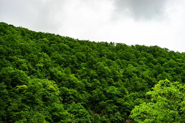 Árboles Verdes Bosque Como Fondo Verano — Foto de Stock