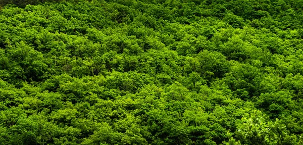 Zelené Stromy Lese Jako Letní Pozadí — Stock fotografie