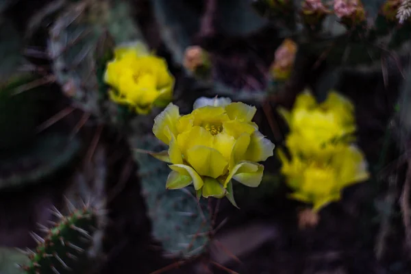 Fioritura Pianta Opuntia Cactus Come Sfondo Estivo — Foto Stock