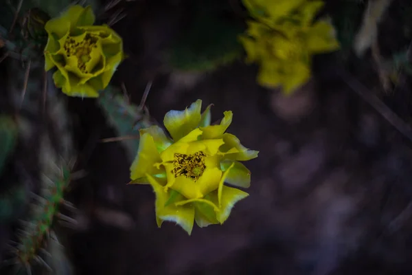 Blommande Opuntia Kaktus Växt Som Sommar Bakgrund — Stockfoto