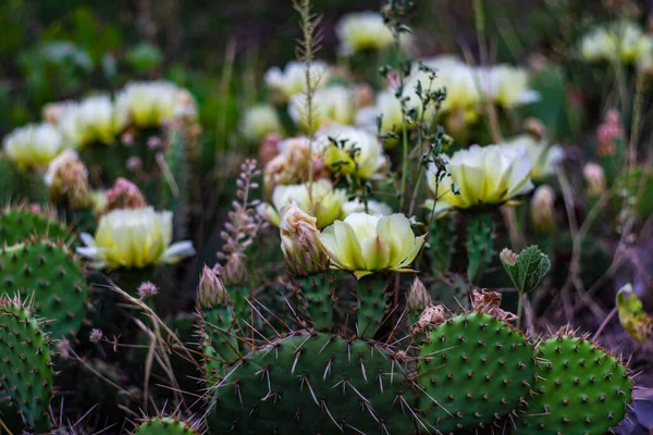 Fioritura Pianta Opuntia Cactus Come Sfondo Estivo — Foto Stock
