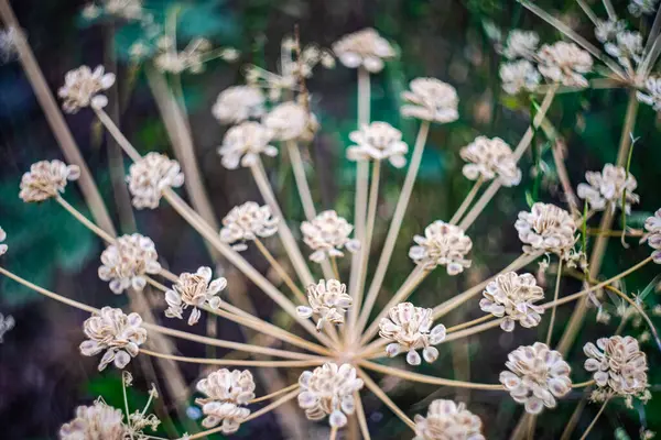 Fundo Verão Com Close Flores Com Caixas Sementes — Fotografia de Stock