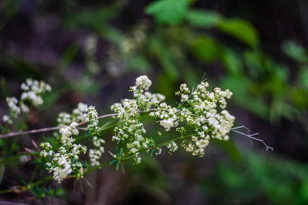 Sommer Hintergrund Mit Nahaufnahme Von Blumen Mit Samenkästen — Stockfoto