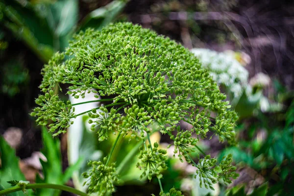 Sommer Hintergrund Mit Nahaufnahme Von Blumen Mit Samenkästen — Stockfoto