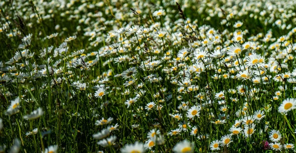 Fundo Verão Com Prado Rural Com Flores Silvestres — Fotografia de Stock