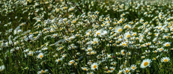 Fondo Verano Con Prado Rural Con Flores Silvestres — Foto de Stock